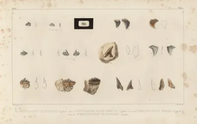 Recherches Sur Les Poissons Fossiles Pl 309