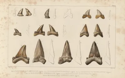 Recherches Sur Les Poissons Fossiles Pl 310
