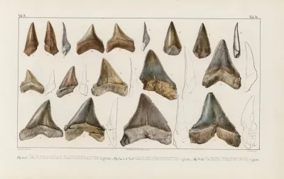 Recherches Sur Les Poissons Fossiles Pl 312