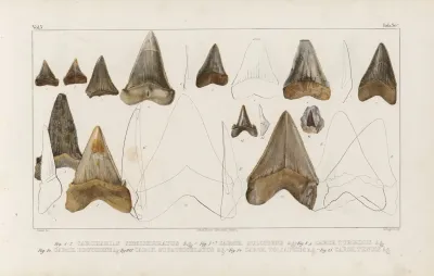 Recherches Sur Les Poissons Fossiles Pl 313