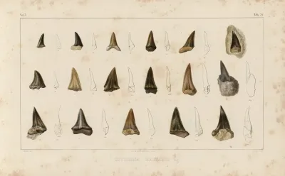 Recherches Sur Les Poissons Fossiles Pl 317