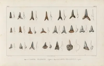 Recherches Sur Les Poissons Fossiles Pl 318