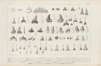 Recherches Sur Les Poissons Fossiles Pl 319