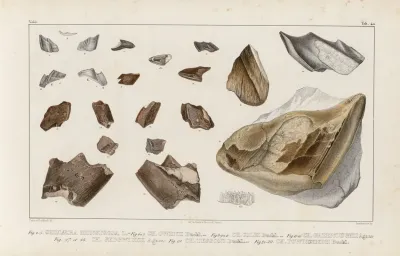 Recherches Sur Les Poissons Fossiles Pl 324