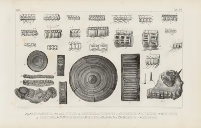 Recherches Sur Les Poissons Fossiles Pl 326