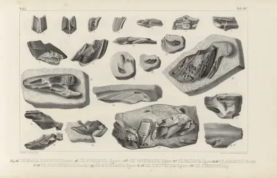 Recherches Sur Les Poissons Fossiles Pl 327
