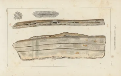 Recherches Sur Les Poissons Fossiles Pl 329