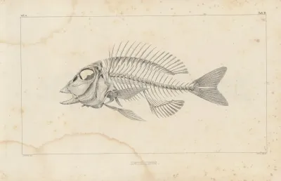 Recherches Sur Les Poissons Fossiles Pl 339