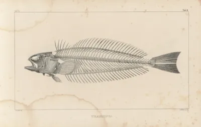 Recherches Sur Les Poissons Fossiles Pl 340
