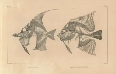 Recherches Sur Les Poissons Fossiles Pl 342