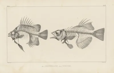 Recherches Sur Les Poissons Fossiles Pl 343