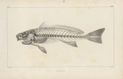 Recherches Sur Les Poissons Fossiles Pl 345