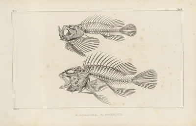 Recherches Sur Les Poissons Fossiles Pl 346