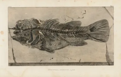 Recherches Sur Les Poissons Fossiles Pl 347
