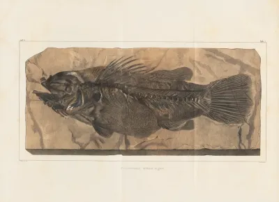 Recherches Sur Les Poissons Fossiles Pl 348