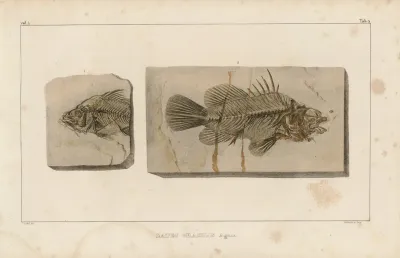 Recherches Sur Les Poissons Fossiles Pl 349