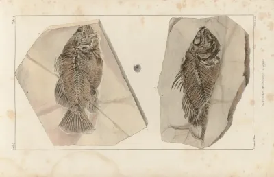 Recherches Sur Les Poissons Fossiles Pl 350
