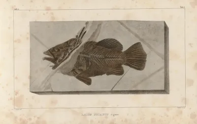 Recherches Sur Les Poissons Fossiles Pl 351