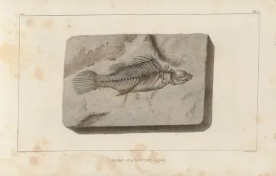 Recherches Sur Les Poissons Fossiles Pl 352