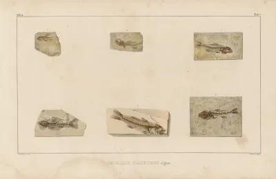 Recherches Sur Les Poissons Fossiles Pl 353