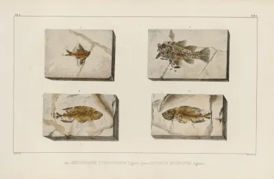 Recherches Sur Les Poissons Fossiles Pl 355