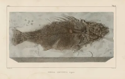 Recherches Sur Les Poissons Fossiles Pl 356