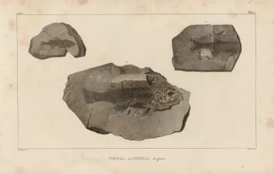 Recherches Sur Les Poissons Fossiles Pl 357