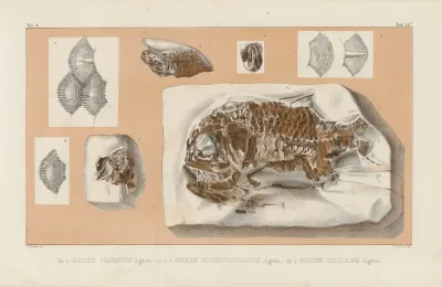 Recherches Sur Les Poissons Fossiles Pl 363