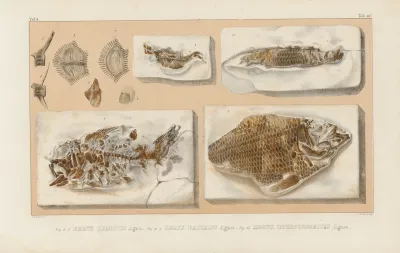 Recherches Sur Les Poissons Fossiles Pl 364