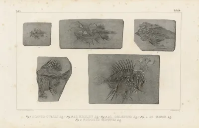 Recherches Sur Les Poissons Fossiles Pl 368