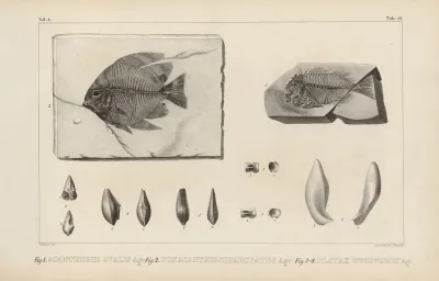 Recherches Sur Les Poissons Fossiles Pl 370