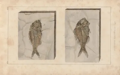 Recherches Sur Les Poissons Fossiles Pl 374