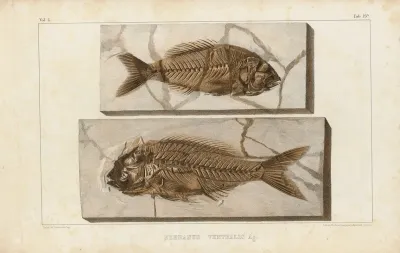 Recherches Sur Les Poissons Fossiles Pl 375