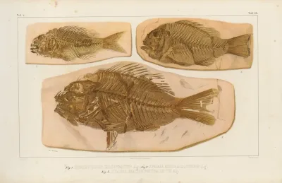 Recherches Sur Les Poissons Fossiles Pl 378