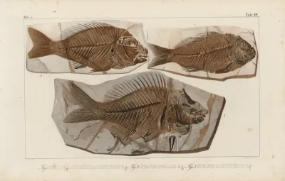 Recherches Sur Les Poissons Fossiles Pl 379