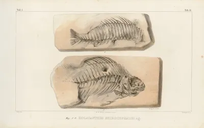Recherches Sur Les Poissons Fossiles Pl 381