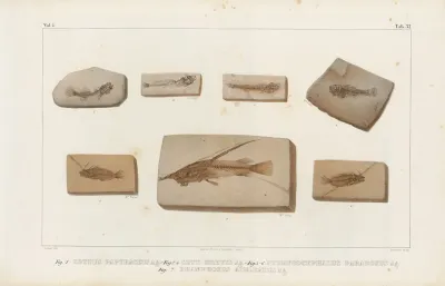 Recherches Sur Les Poissons Fossiles Pl 382