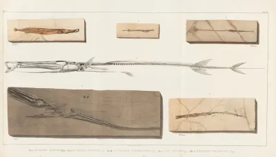 Recherches Sur Les Poissons Fossiles Pl 385