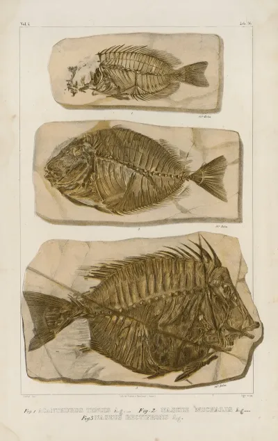 Recherches Sur Les Poissons Fossiles Pl 386