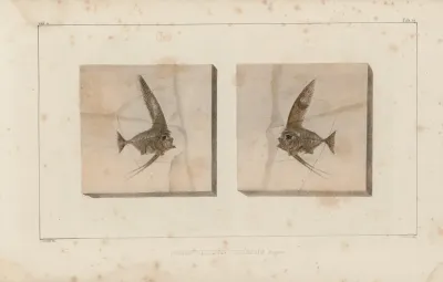 Recherches Sur Les Poissons Fossiles Pl 387