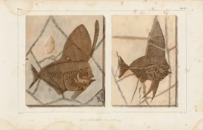 Recherches Sur Les Poissons Fossiles Pl 388