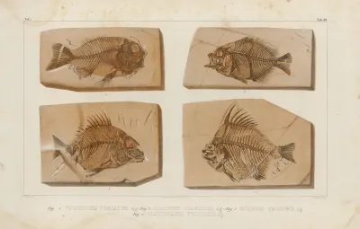 Recherches Sur Les Poissons Fossiles Pl 390