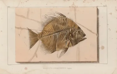 Recherches Sur Les Poissons Fossiles Pl 391