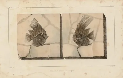 Recherches Sur Les Poissons Fossiles Pl 394