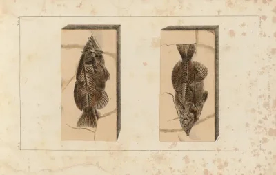 Recherches Sur Les Poissons Fossiles Pl 395