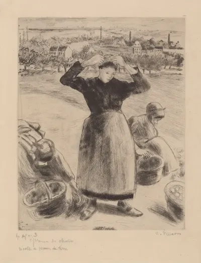 Recolte De Pommes De Terre