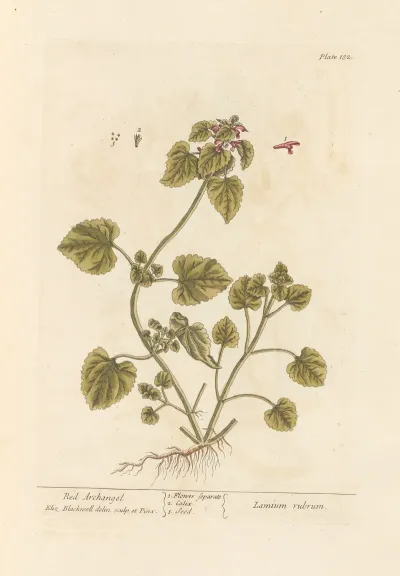 Red Archangel