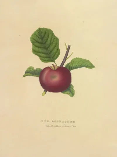 Red Astrachan