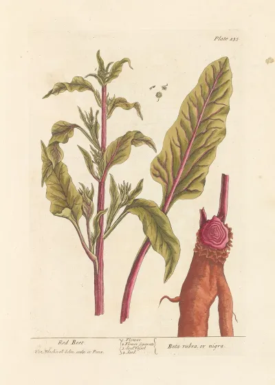 Red Beet