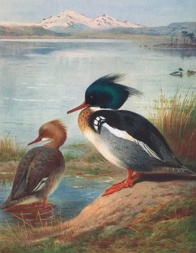 Red Breasted Merganser